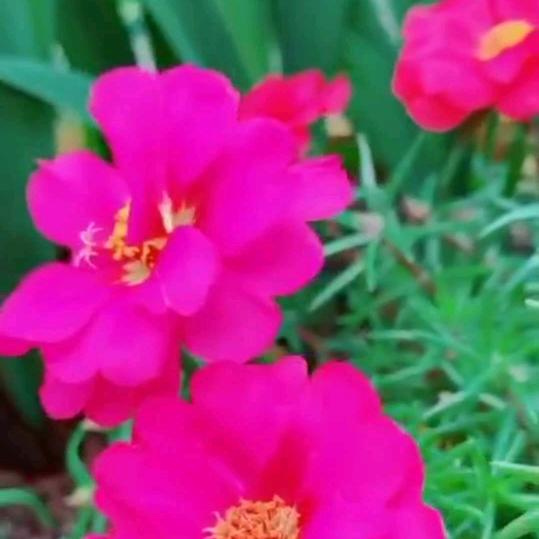 快乐每一天🌹🌹