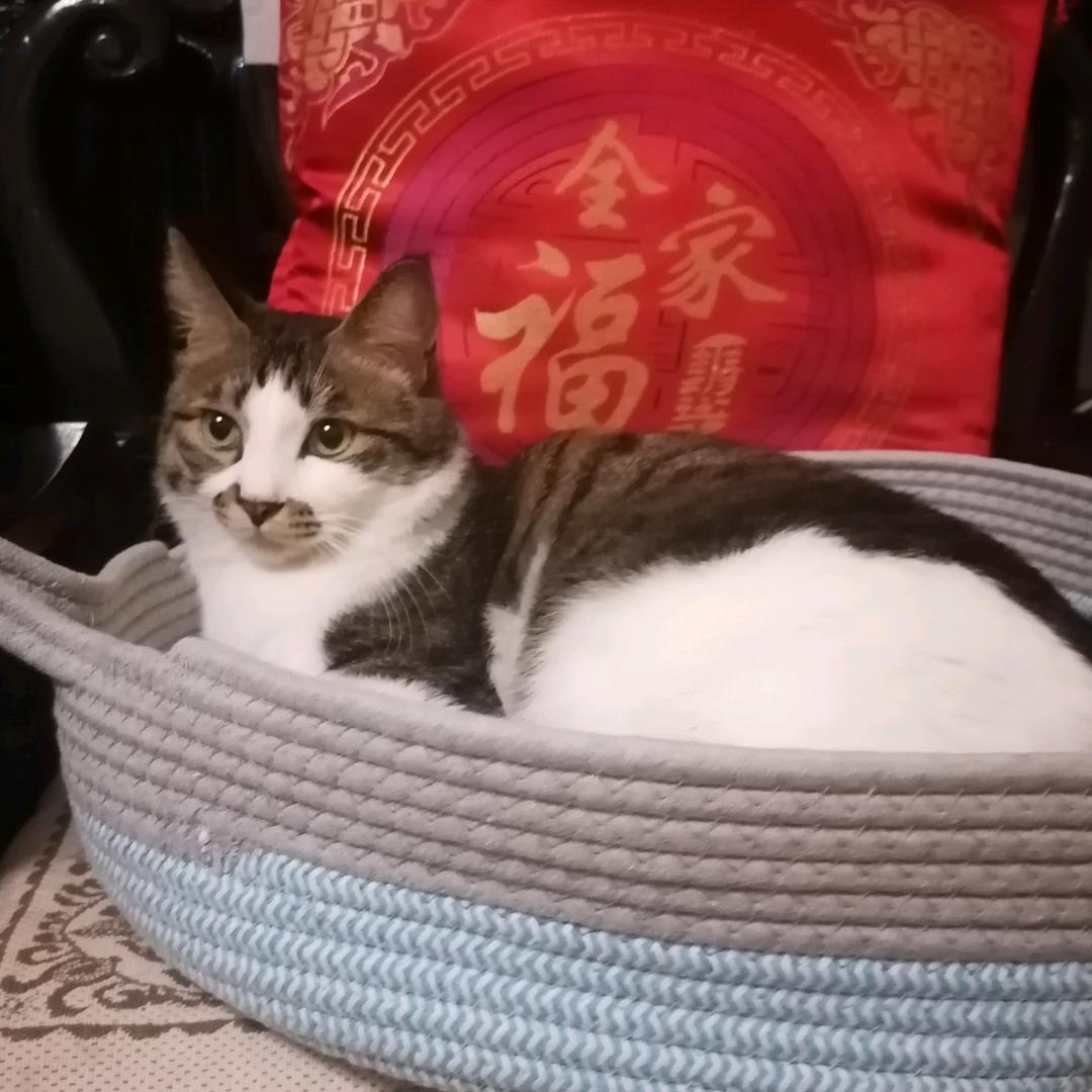 惠洪头像