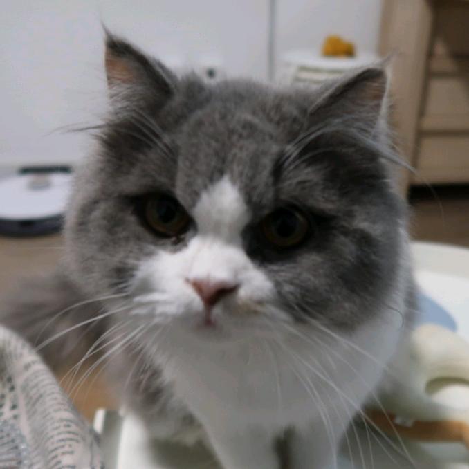 WZACJ(｡･ω･｡)ﾉ♡