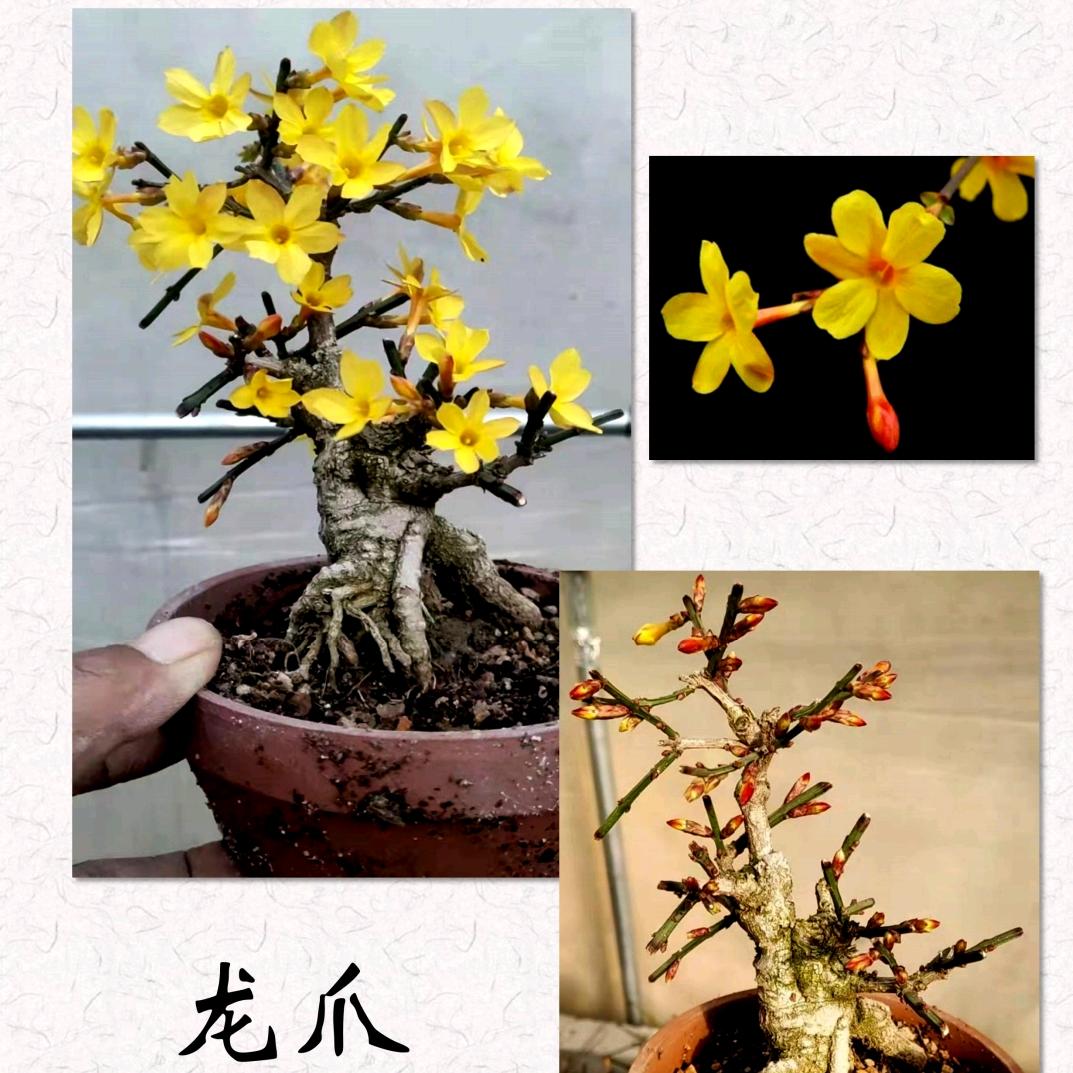 沭阳静悦煕燕花卉园艺场