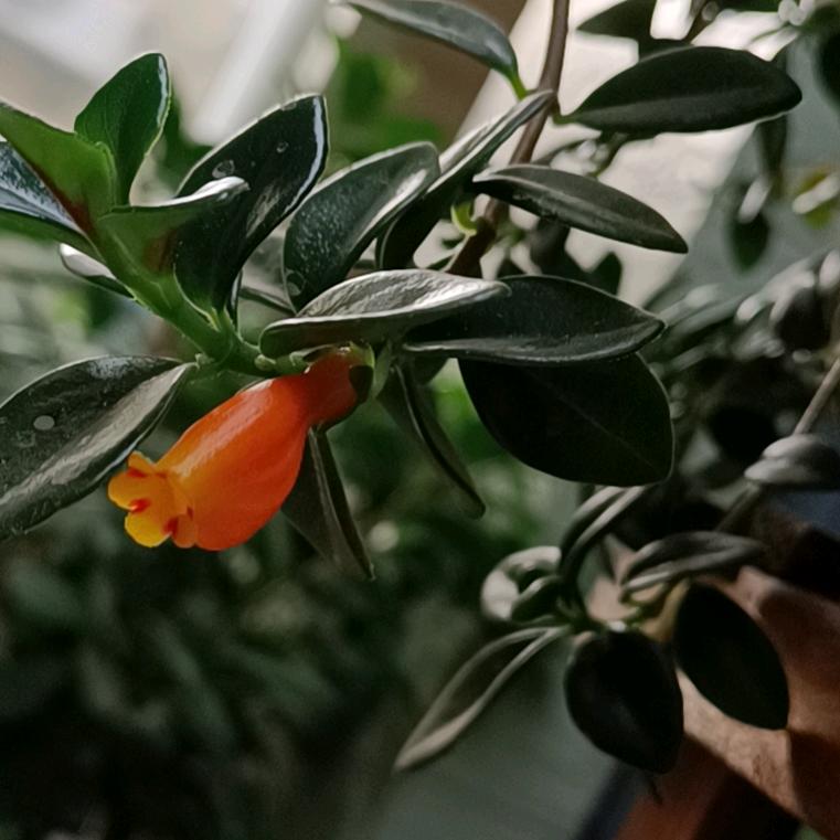顺风顺雨