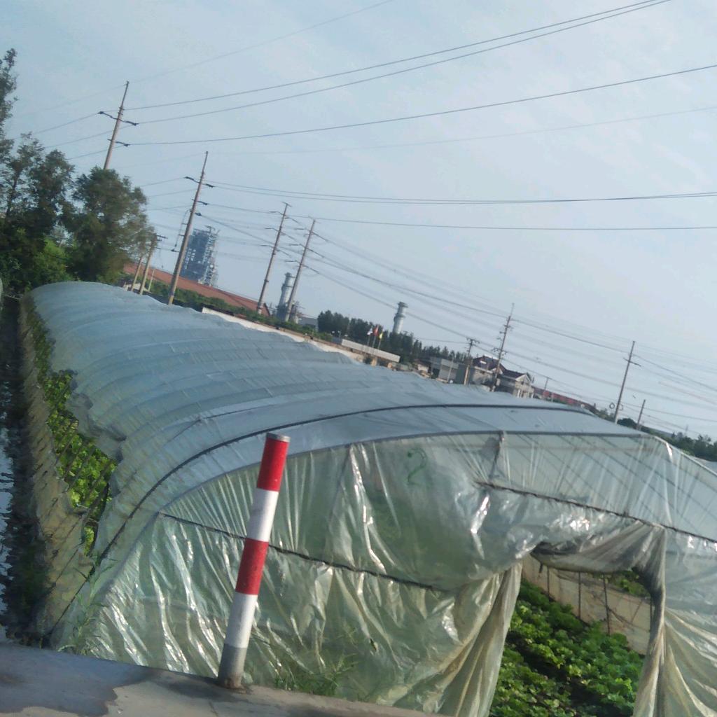 薰衣草