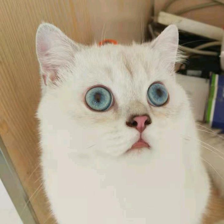 养猫的大树
