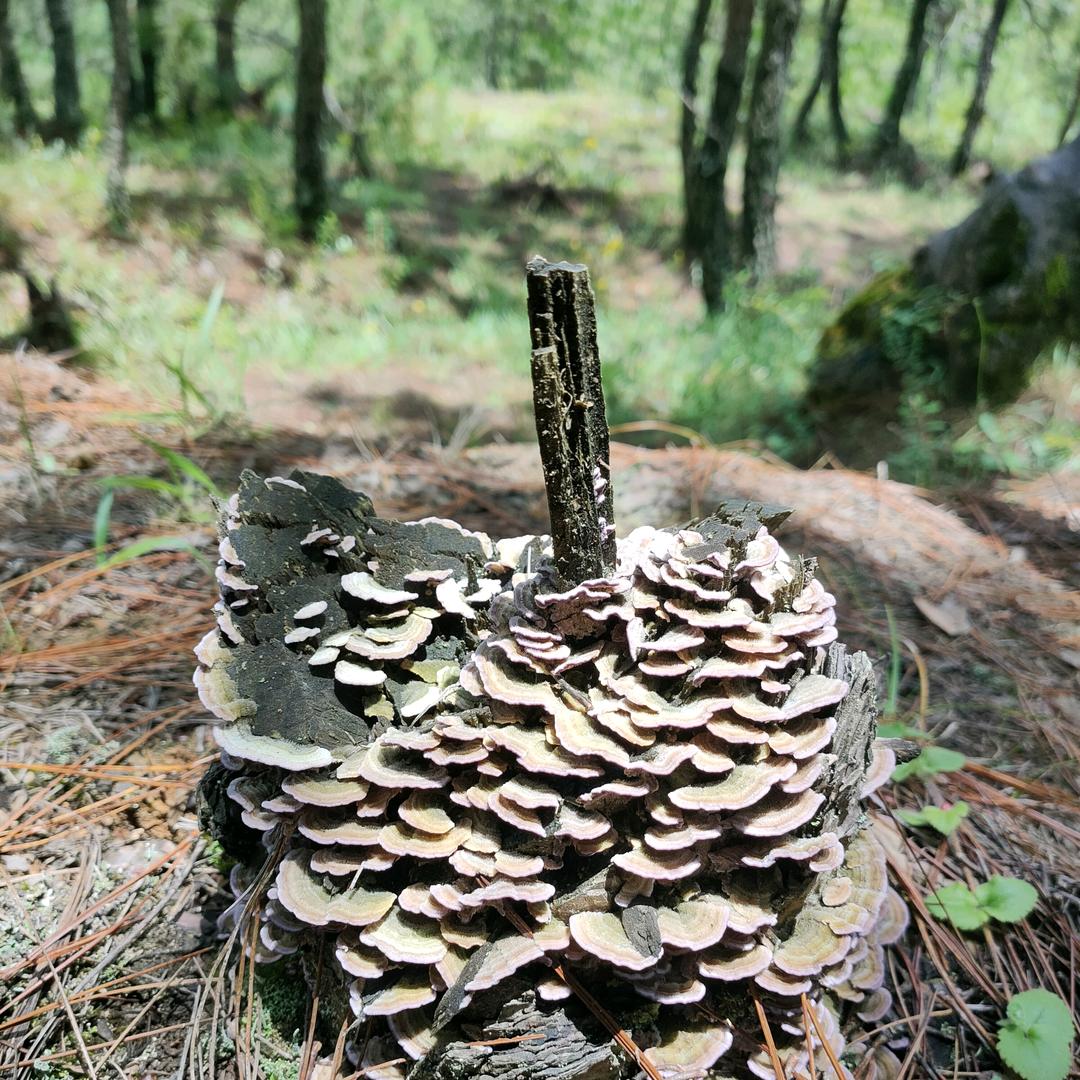 ༊᭄微风甜许ꦿ᭄