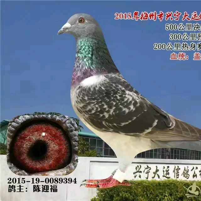 福星…钓鱼
