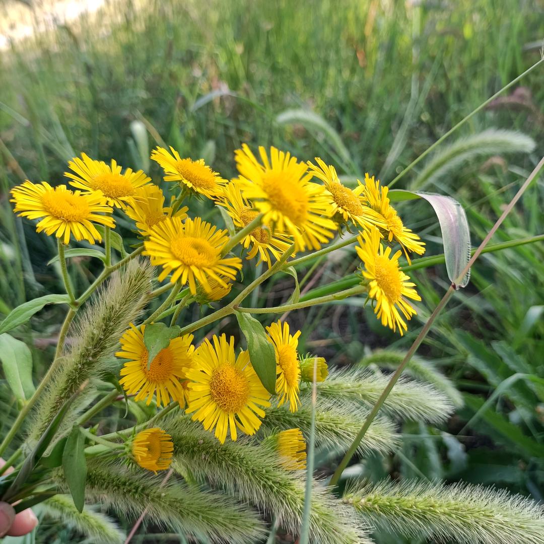 ( ﹡ˆoˆ﹡ )糊涂的招财猫