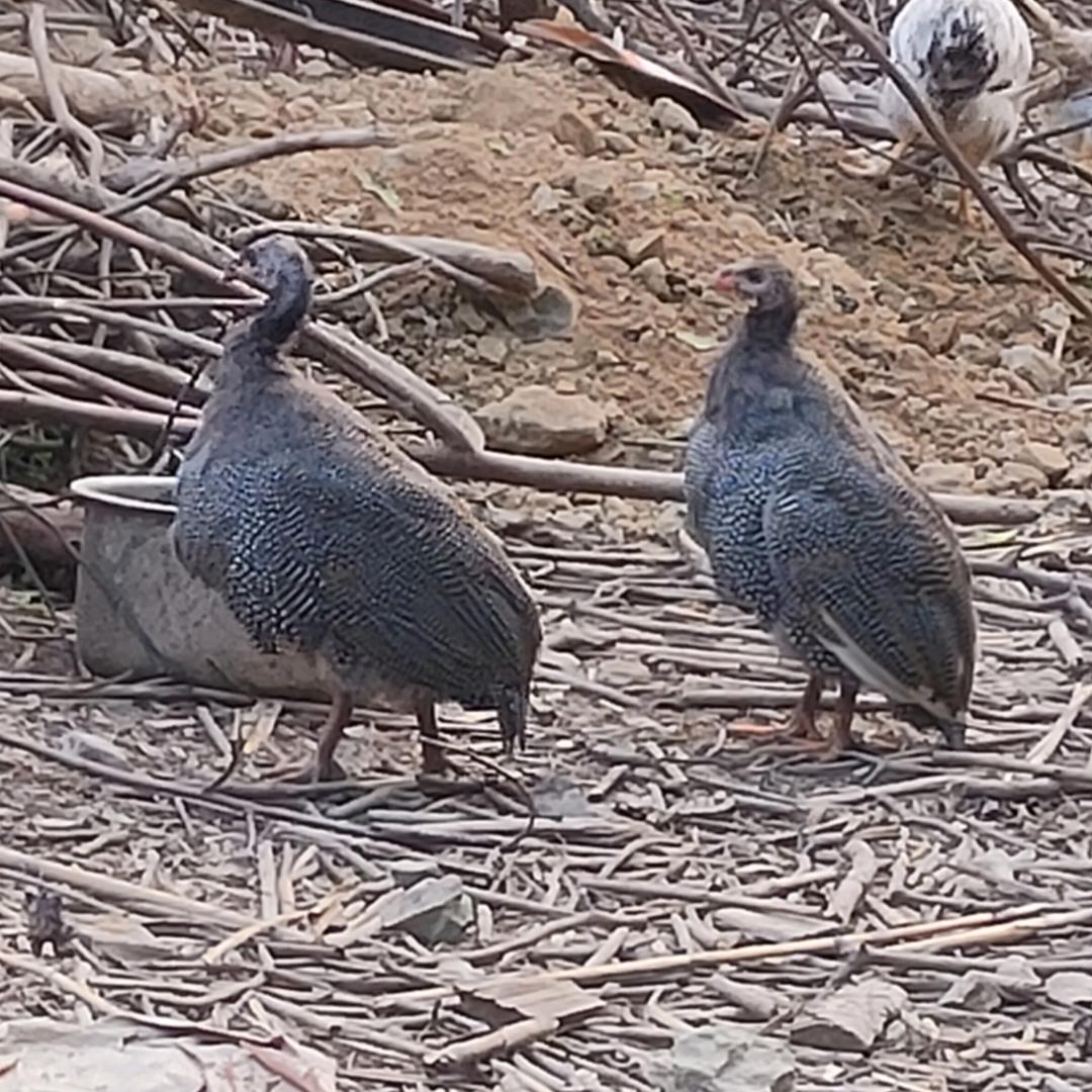 出售金华熊猫猪，土鸡鸭鹅珍珠鸡