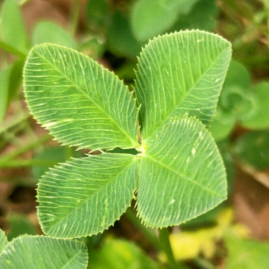 济元堂🌹🌹🌹阳光🌹🌹🌹