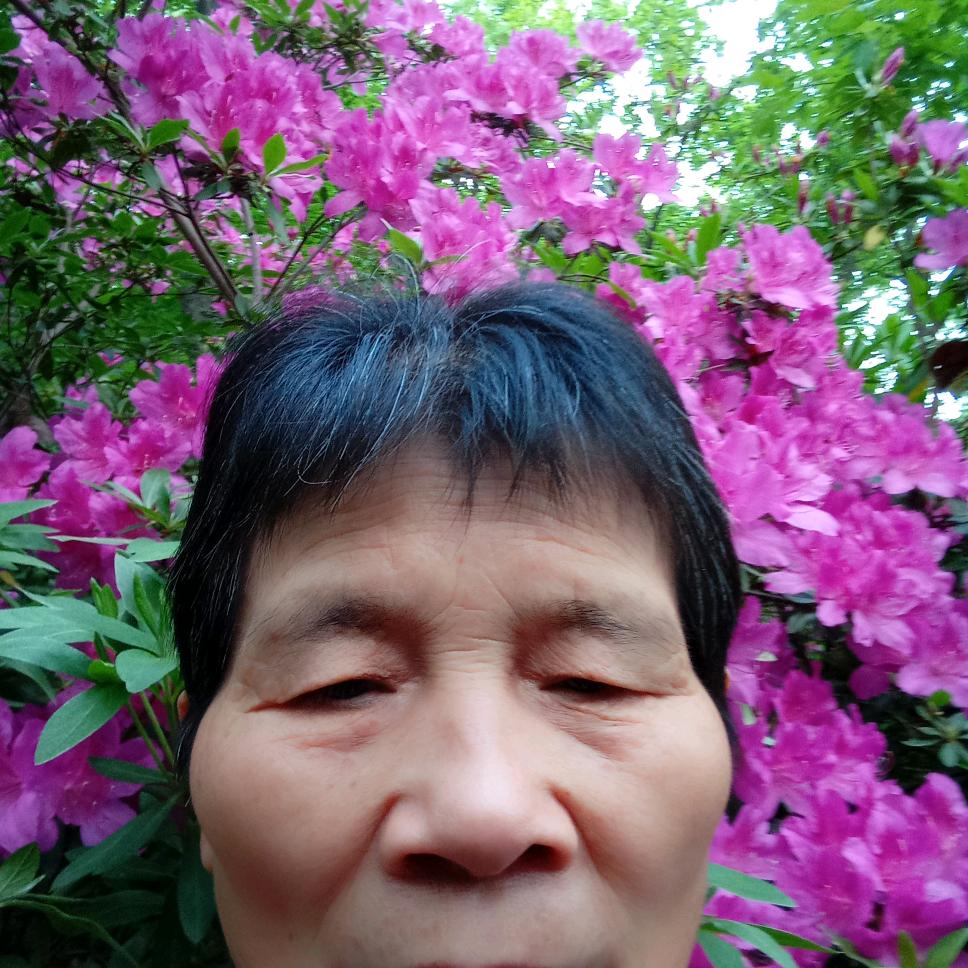 琴仙