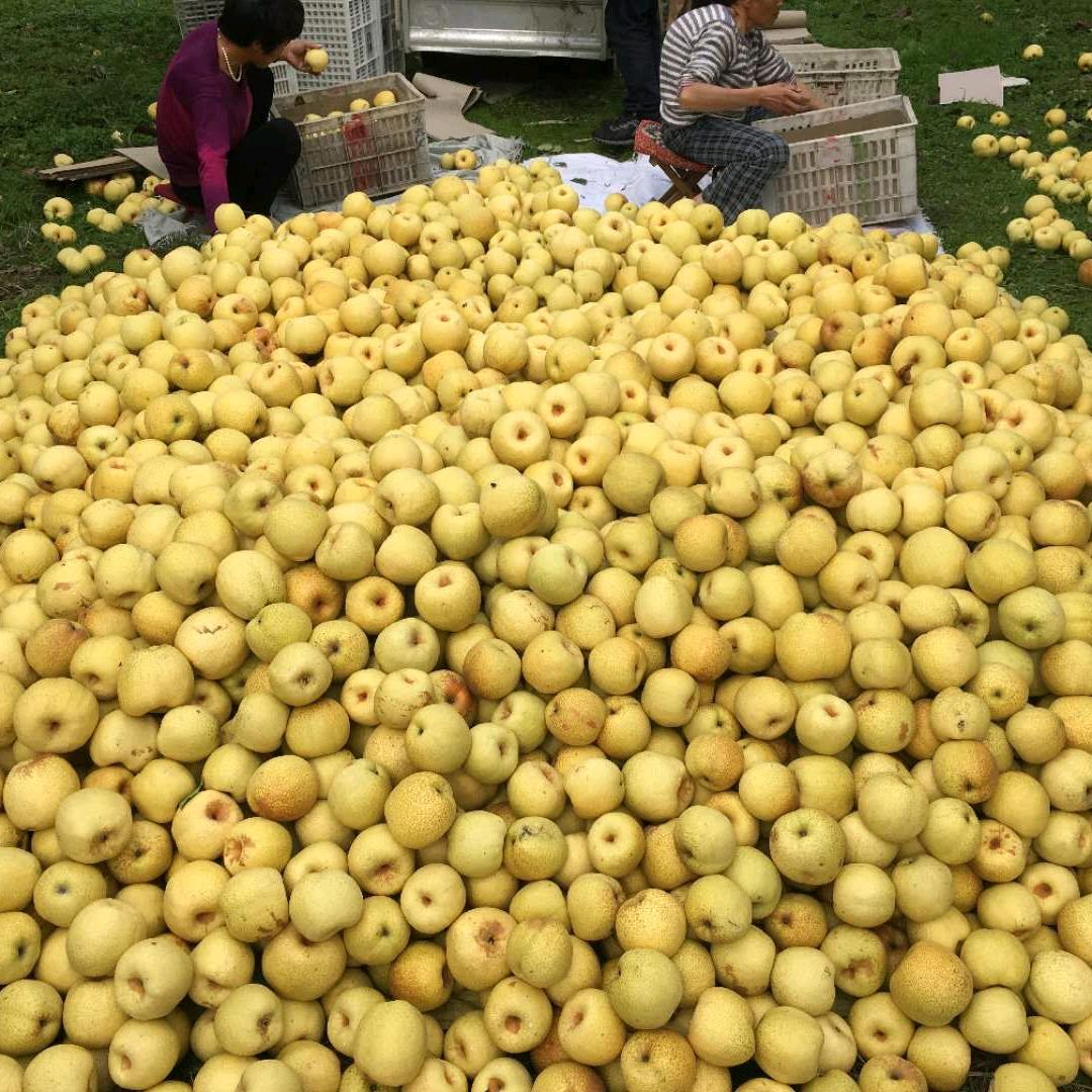 海纳百川天威果业
