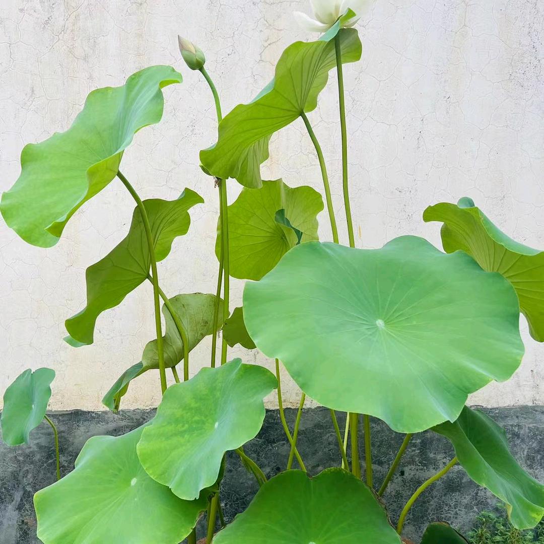 田湾大棚香瓜种植基地
