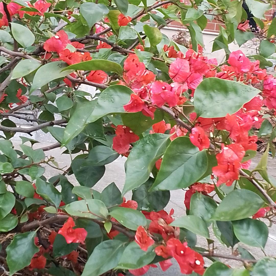 梨