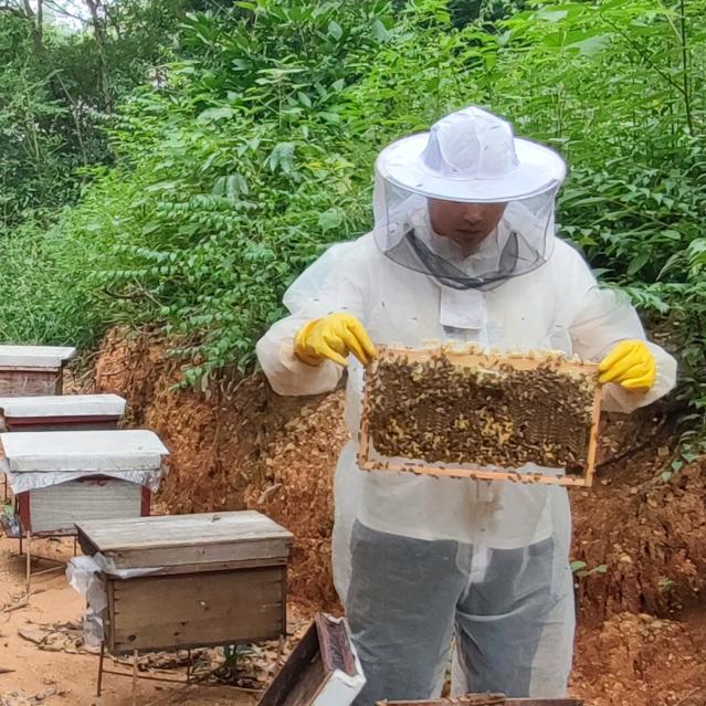 汇蜂蜂业〔小伟中蜂〕