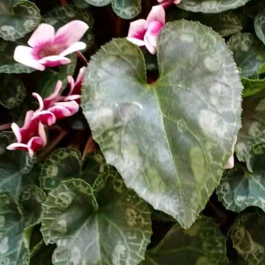 高瞻远瞩