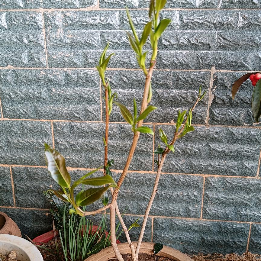 小杨先生（单身）