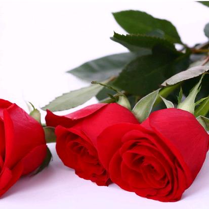 梦之澜(美美)🌹🌹