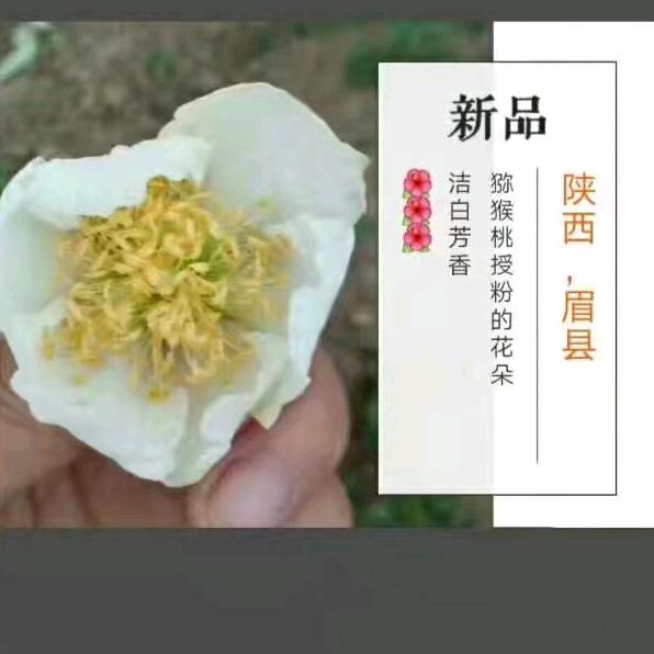 秦香迷人