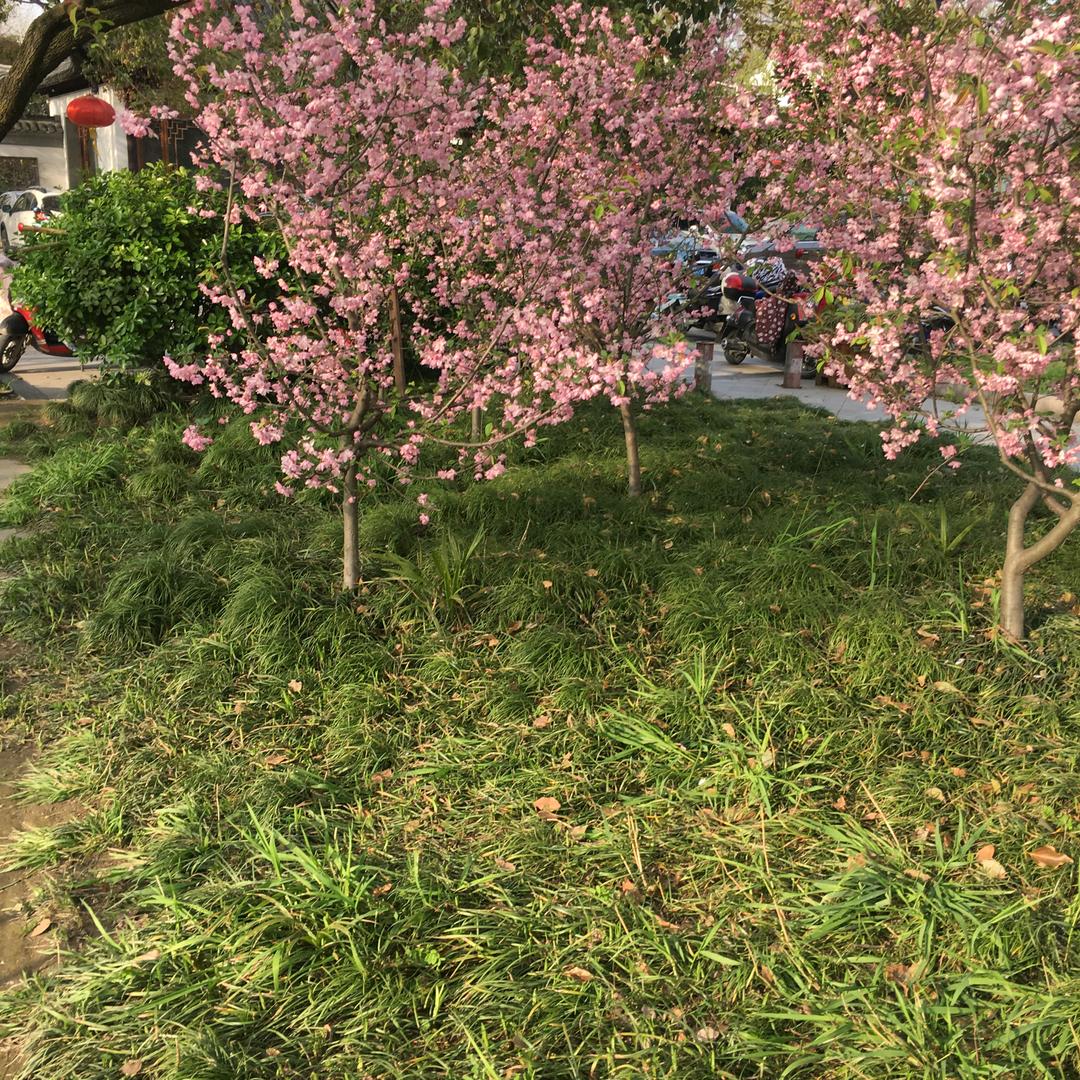 花姐全民养生黄金亮子磁疗鞋