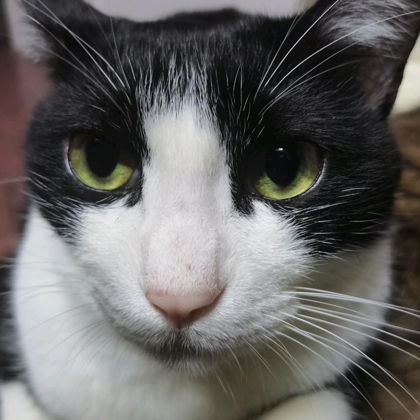 少爷🐱