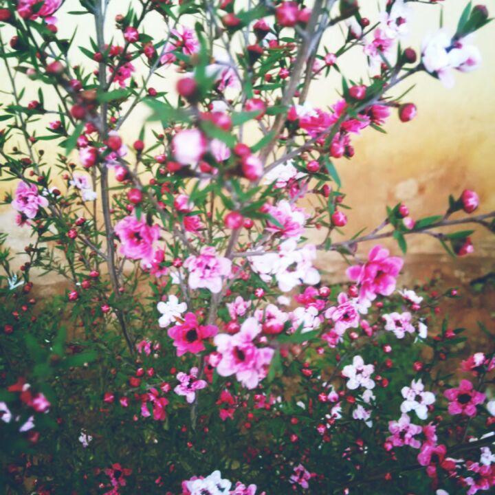 ◡̈ 多喜樂 ◡̈