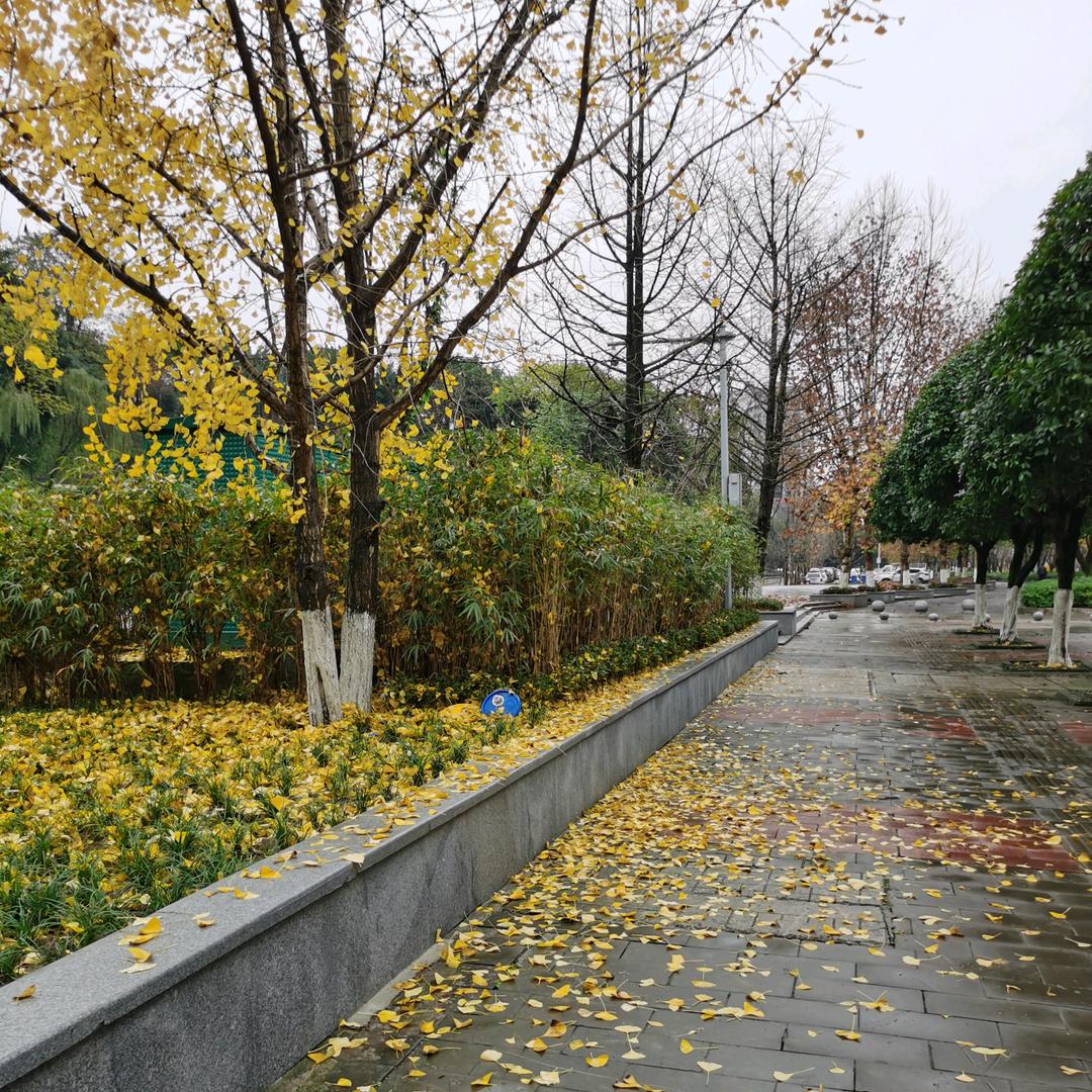 相思 红豆