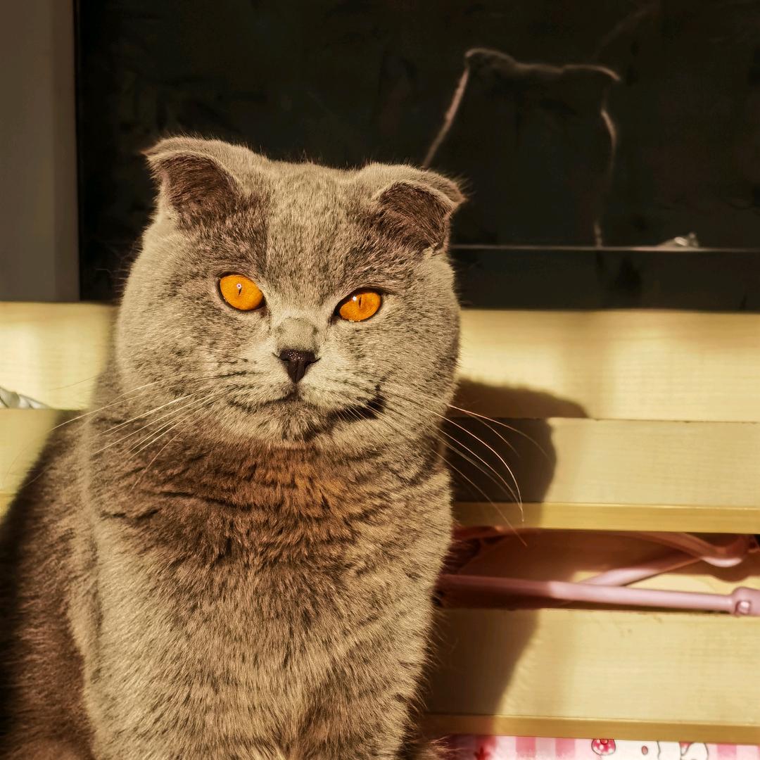 奥迪是只猫
