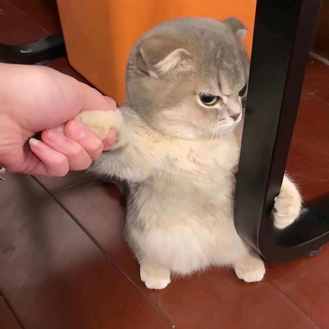 鹏鹏的小宝贝