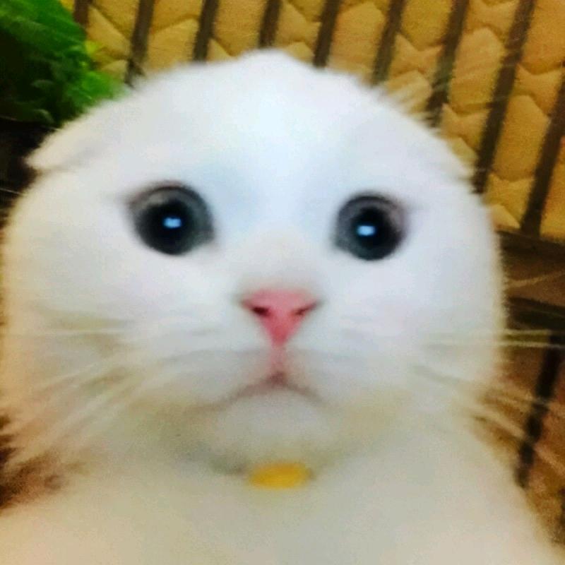幼稚完