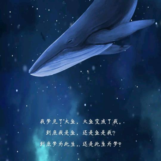 🐳遇鲸还潮🍔