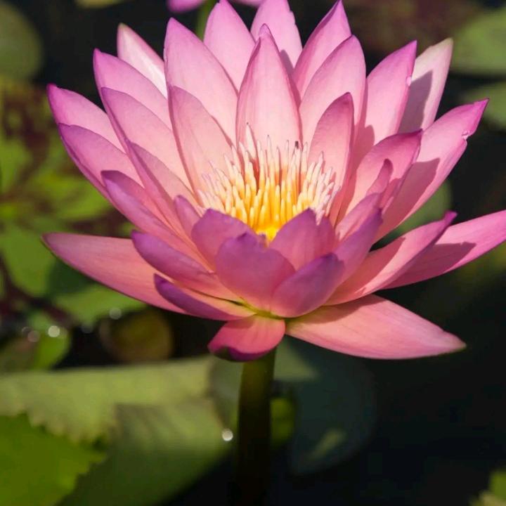 楠楠
