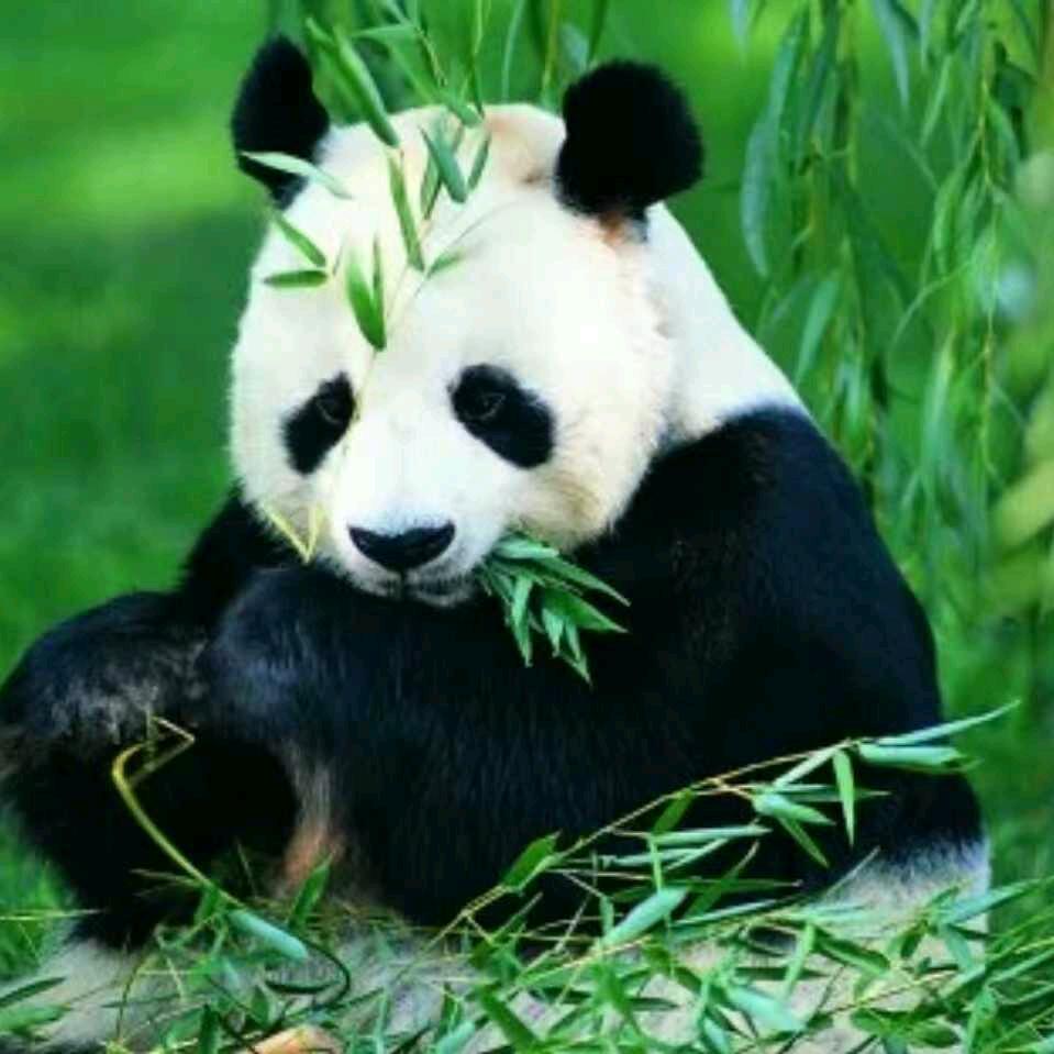 万事通
