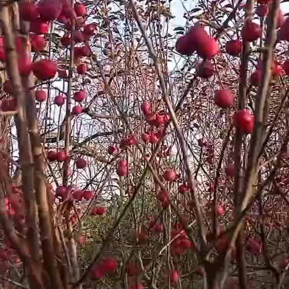 心随你远行