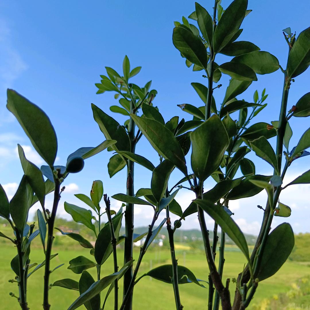 立在四方振兴中华