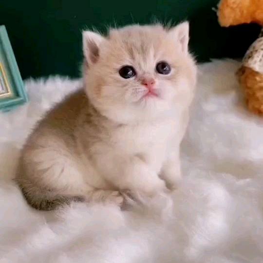 你是我的唯一