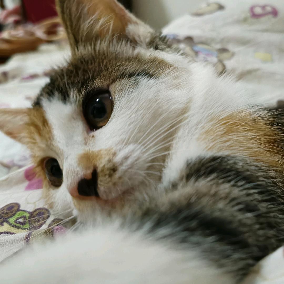 奶糖超可爱