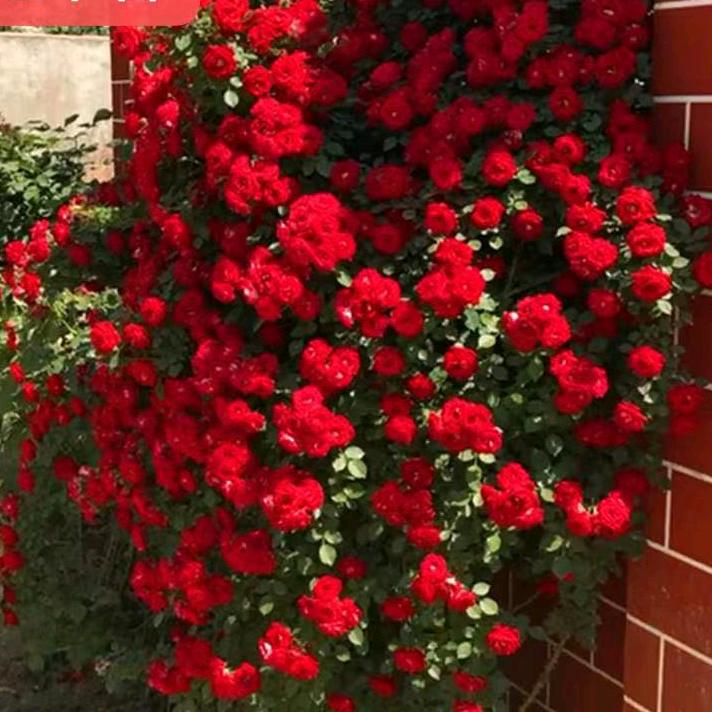护花者｡◕‿◕｡