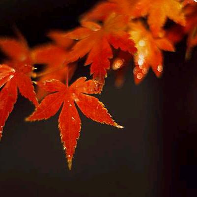 A乐队雪，做吹，狮子高跷，歌舞