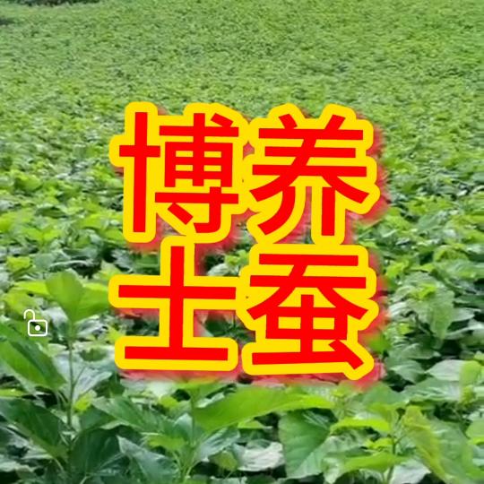 养蚕博士张为为