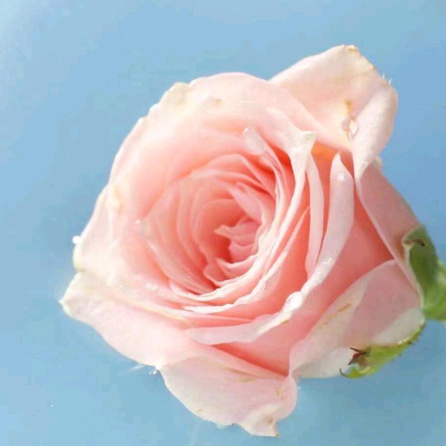 花之海