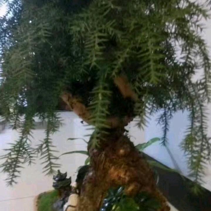 老张的幸福生活