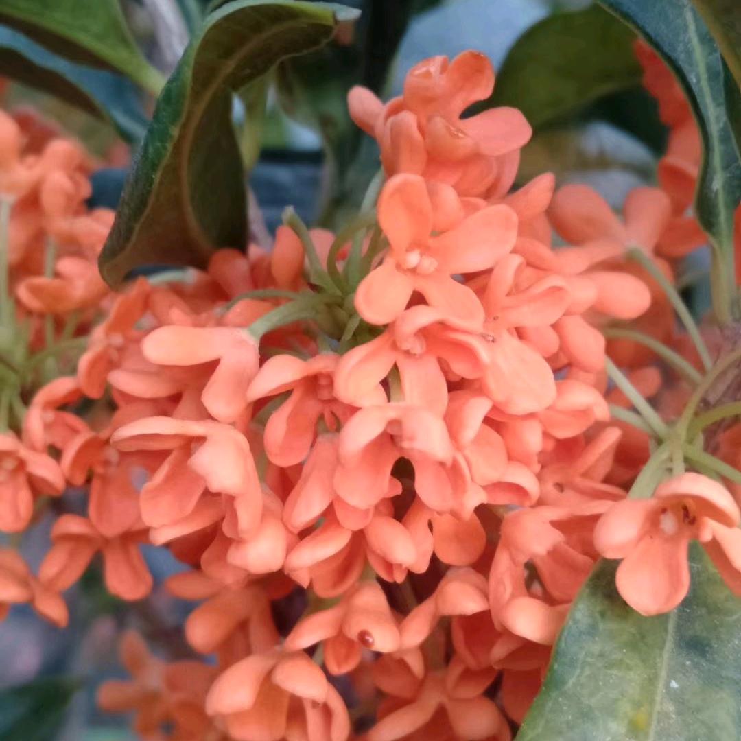 山东省青岛桂花苗木基地