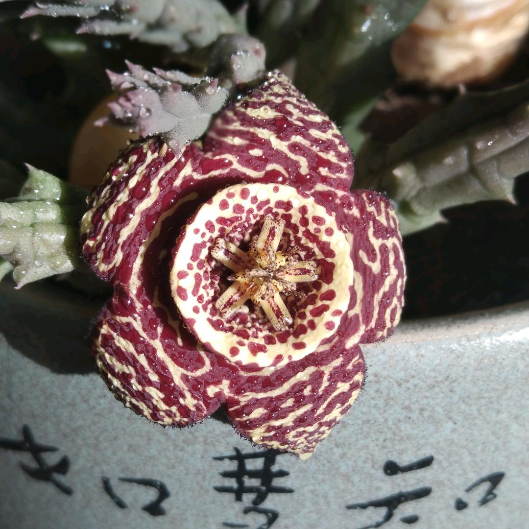 克拉克的眼泪
