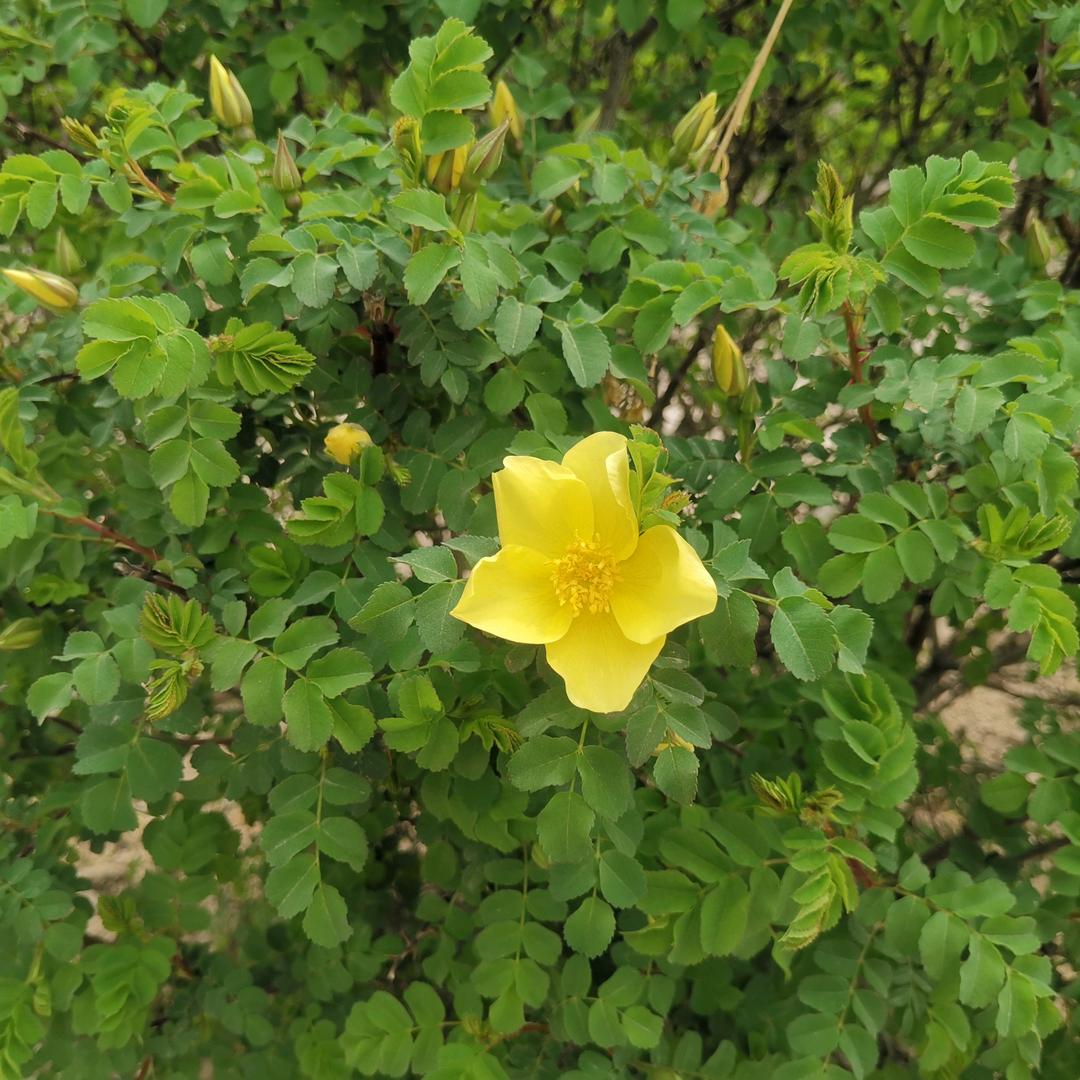 Dongyjcg