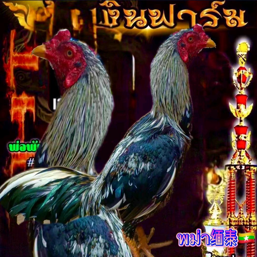 傣版纳斗鸡爱好者。傣勐混