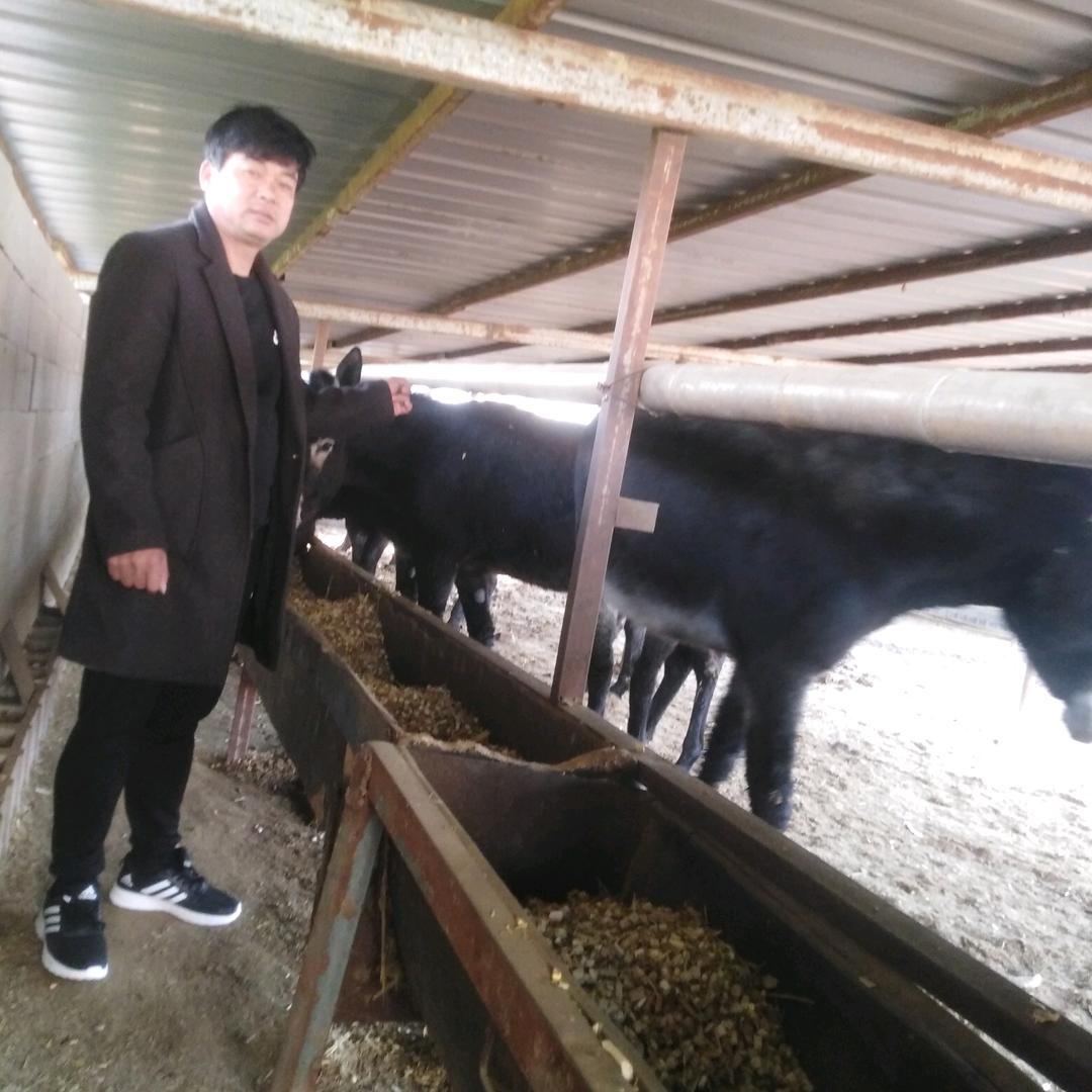 长年出售大驴小驴