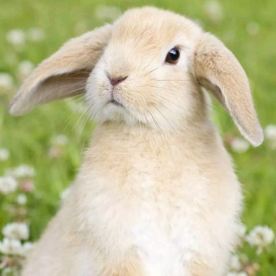 吃货大王