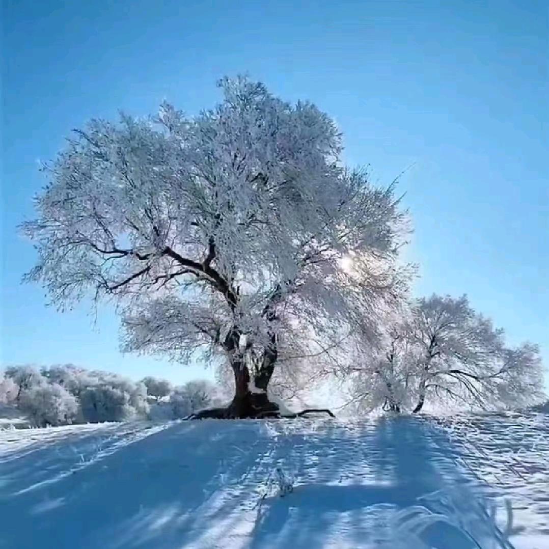 生如夏花