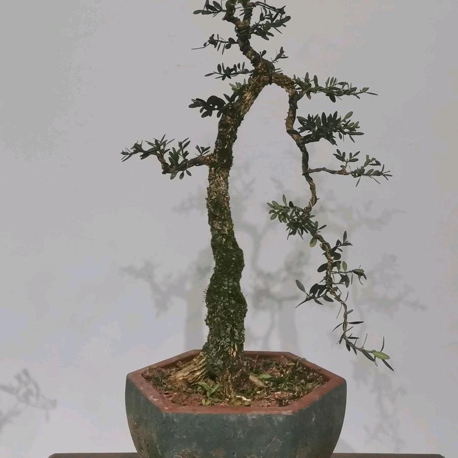 漳平市黄杨盆景园