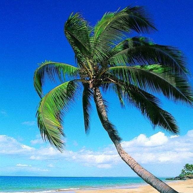 海边踏浪Tian