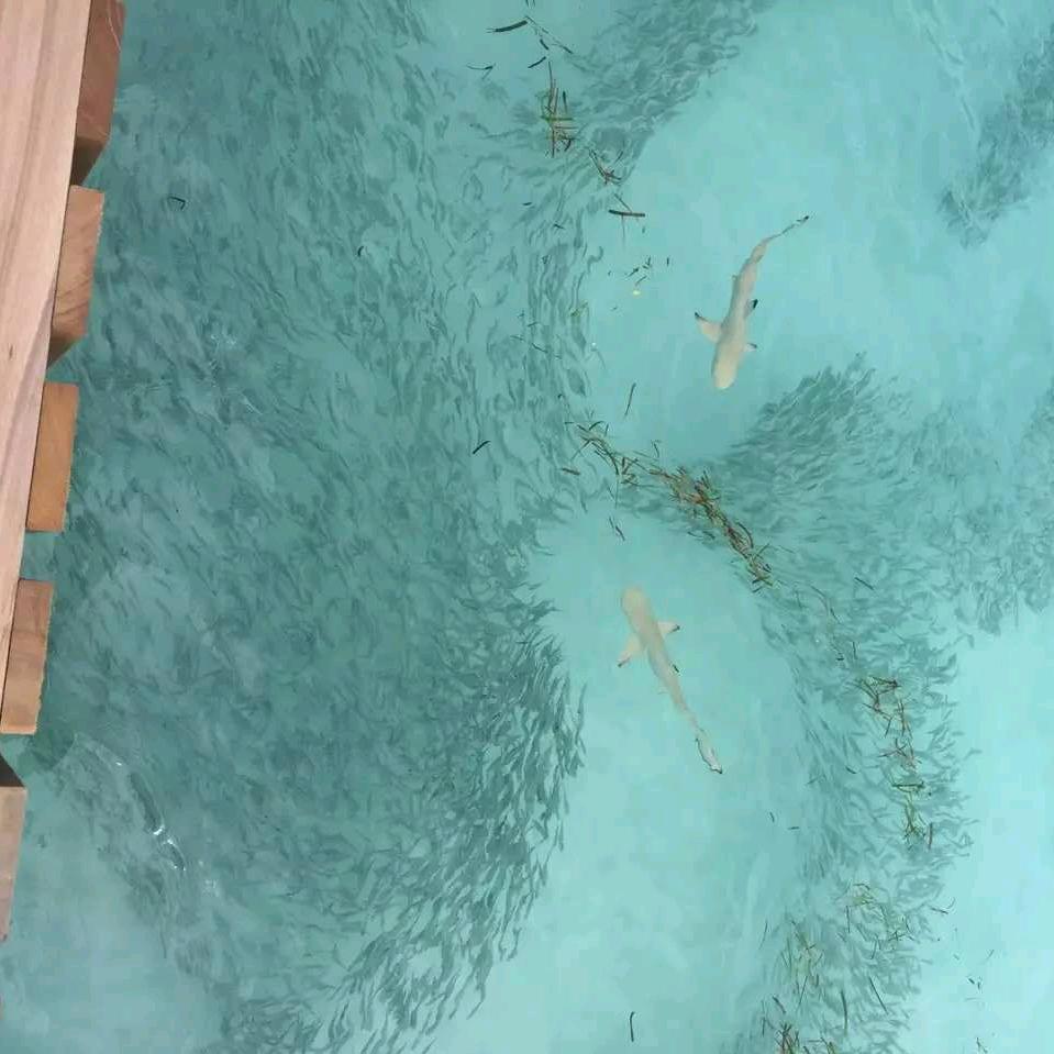 三三四四